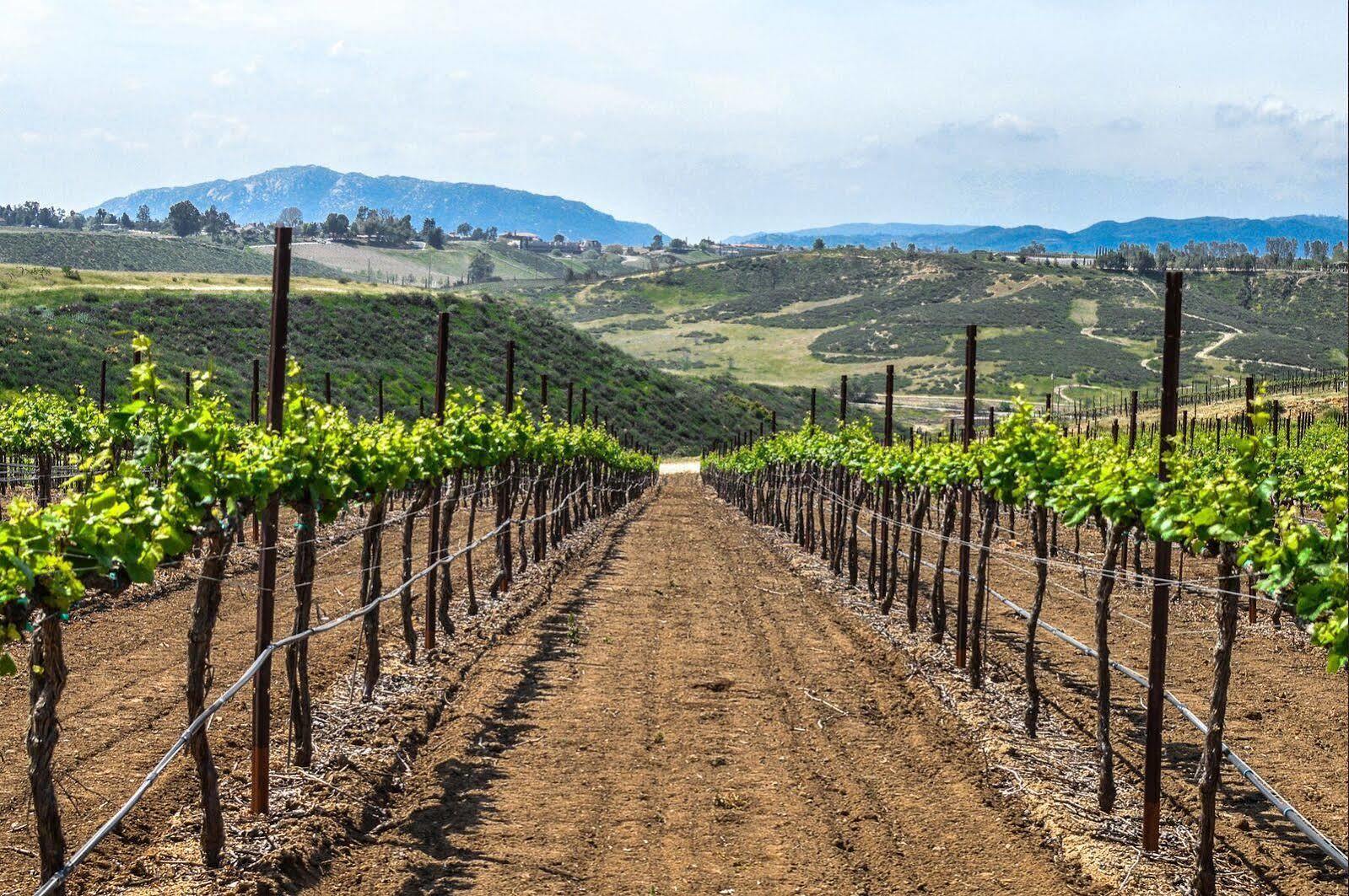 Carter Estate Winery And Resort Temecula Dış mekan fotoğraf