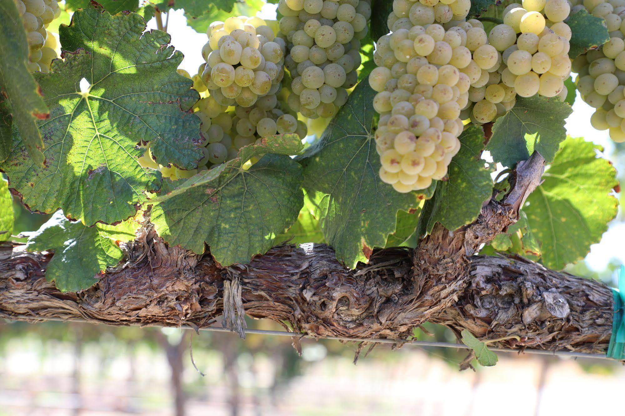 Carter Estate Winery And Resort Temecula Dış mekan fotoğraf